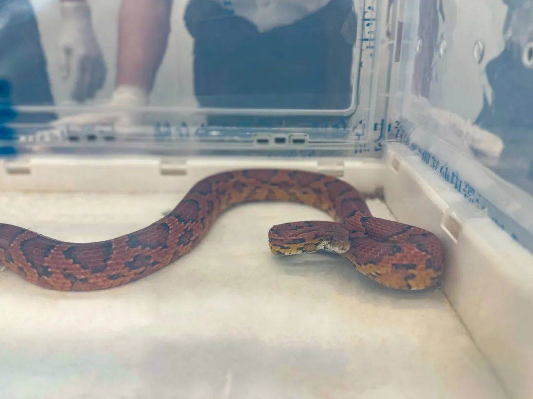 皇冠信用網口出租_蛇:是谁给我穿上了丝袜皇冠信用網口出租?皇岗海关在婴儿车靠背后方查获用丝袜包裹的活体蛇1条