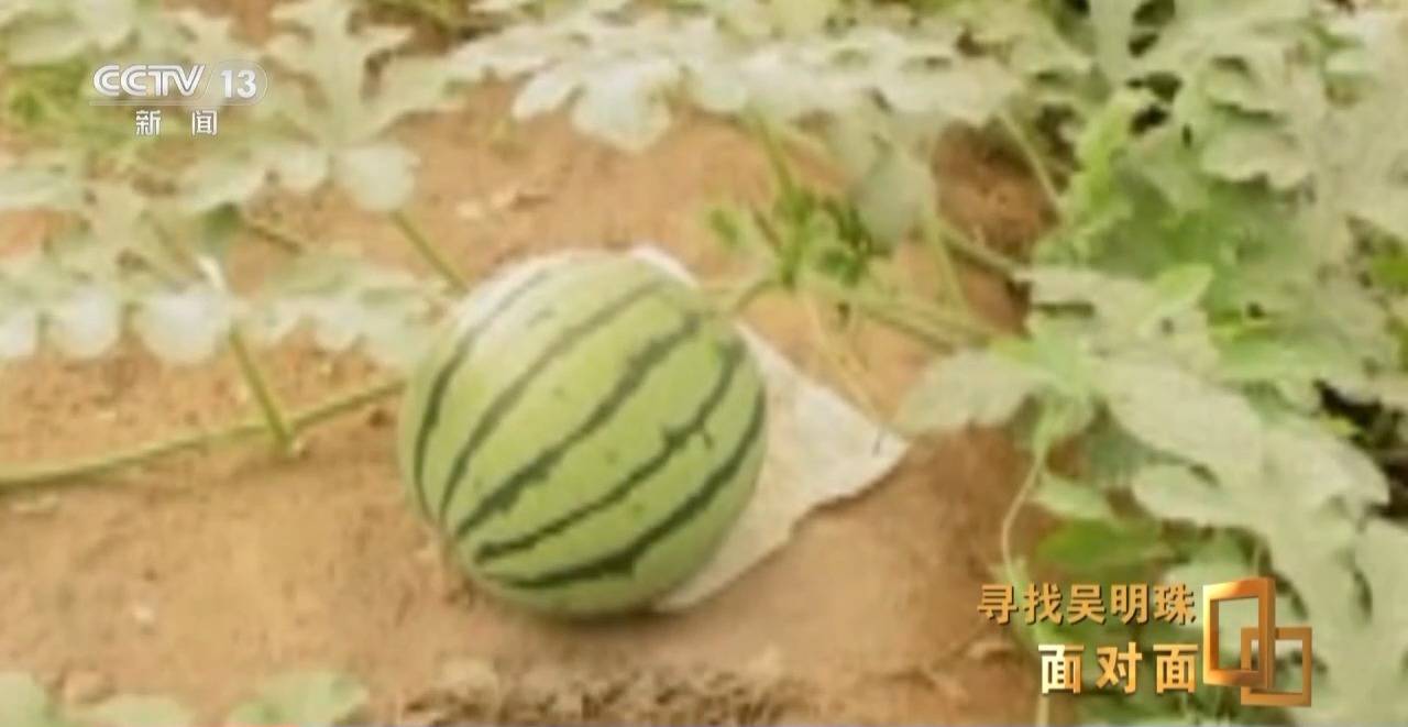 皇冠信用网出租足球
_面对面丨中国人的吃瓜自由要感谢她皇冠信用网出租足球
！吴明珠说她的一生就是结几个好瓜献给人民