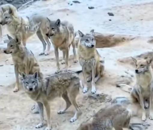 法国甲组联赛
_陕西榆林青云镇有狼外逃?当地回应:是狼犬法国甲组联赛
,目前击毙6条,未逃的15条狼犬也已击毙