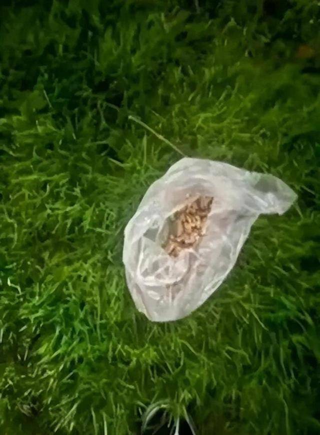 意大利甲组联赛
_广西一小区有人高空抛食毒死多条宠物狗意大利甲组联赛
,居民悬赏万元寻线索,警方已立案调查