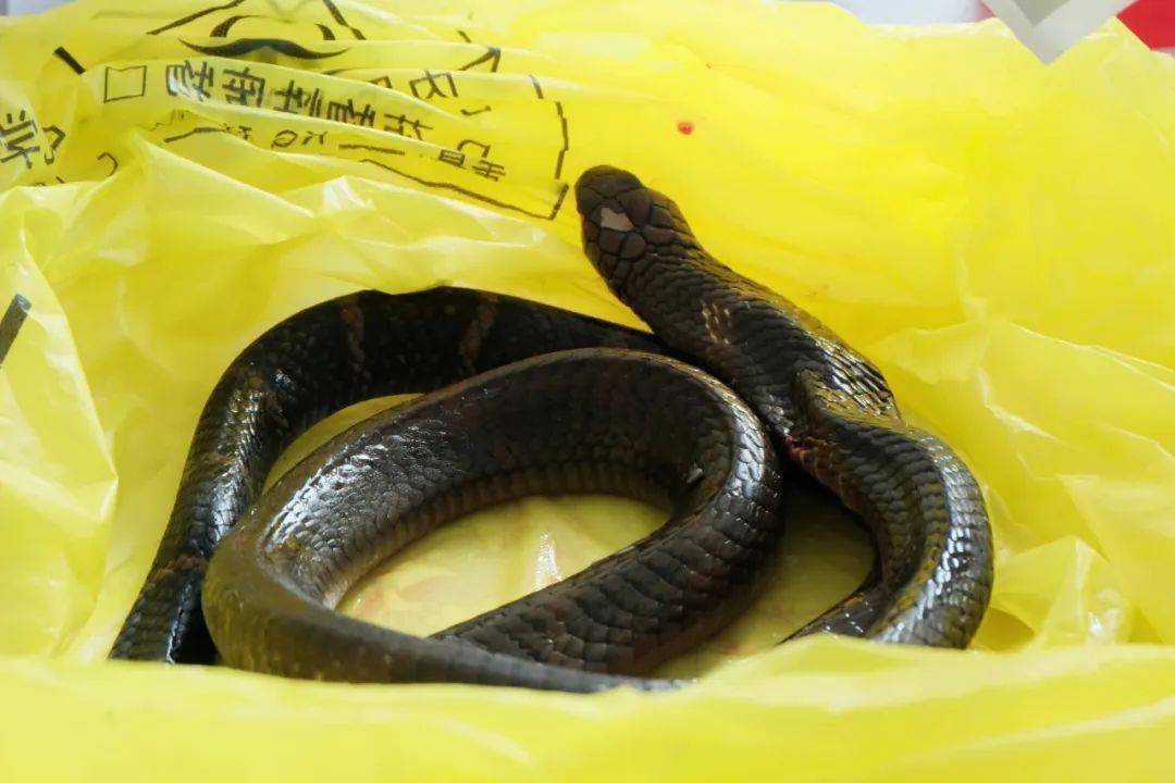 谢周三vs利兹联
_眼镜王蛇咬伤老人谢周三vs利兹联
,家属拖两米多长的“凶手”冲进医院!“拎蛇就医”可取吗?