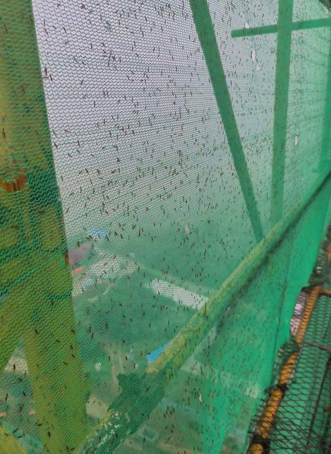 皇冠信用网代理_河南多地现“行走的硫酸”:洛阳一工地脚手架密密麻麻全是皇冠信用网代理,南阳4岁女童沾上它脖子红肿溃烂20余天未痊愈