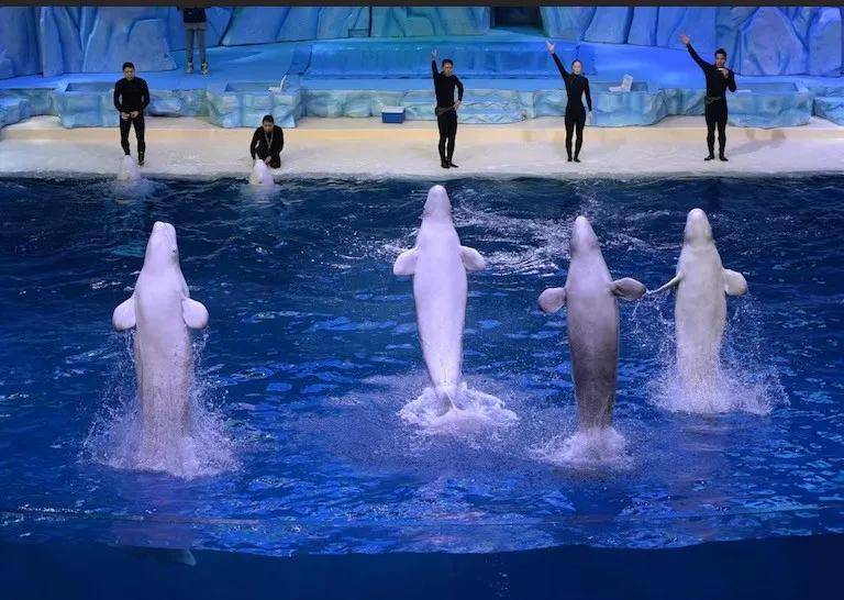 怎么注册皇冠信用网_宁愿全部安乐死怎么注册皇冠信用网,也不给中国?加拿大养不起30头白鲸,中国愿接手,然而...