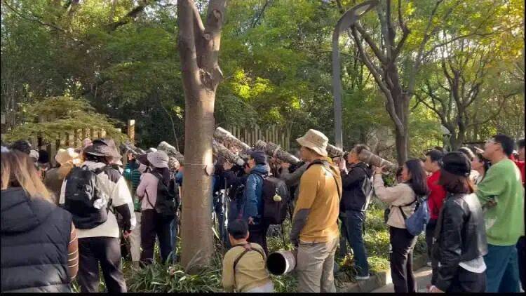 皇冠足球平台代理申请
_百年罕见!首次在上海被目击皇冠足球平台代理申请
,有人专门从北京“打飞的”赶来